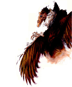 Aarakocra (Athas)