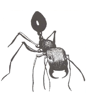 Ant