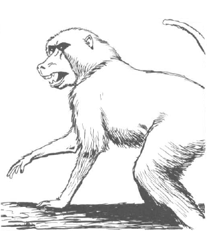 Baboon