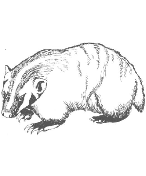 Badger