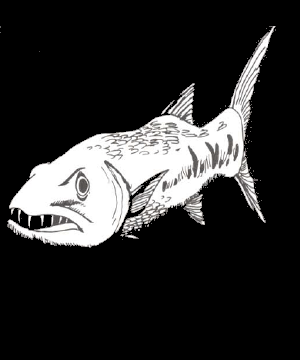 Barracuda