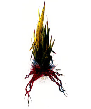 Bloodgrass