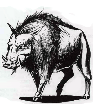 Boar