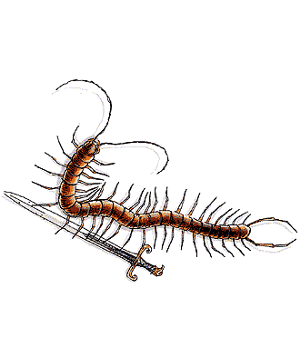 Centipede