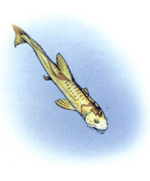 Death Minnow