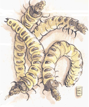 Larva