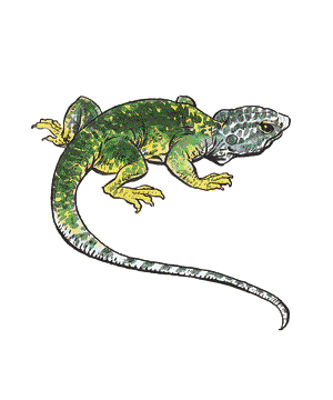 Lizard