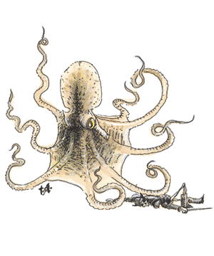 Octopus, Giant