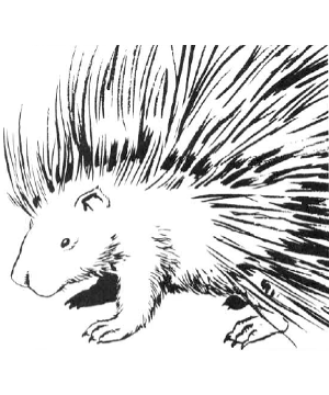 Porcupine