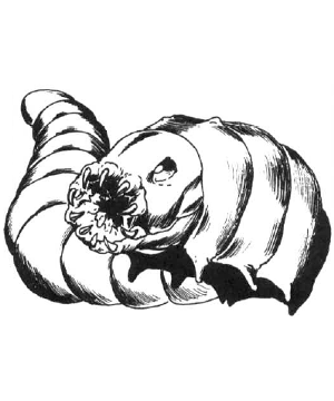 Rot Grub