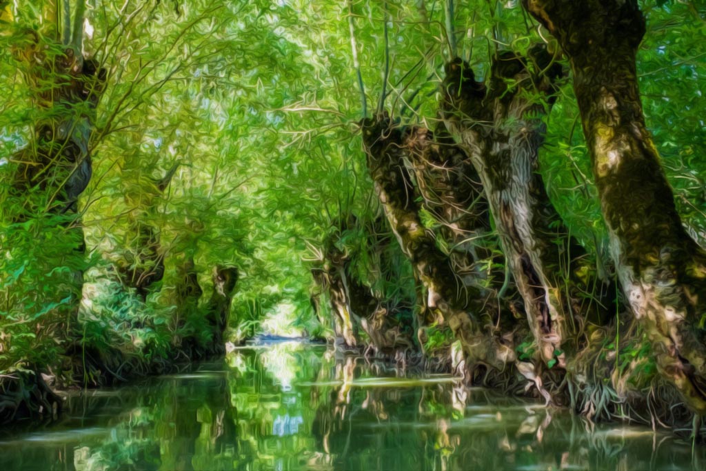 Trees lined up hanging over marshland waters.