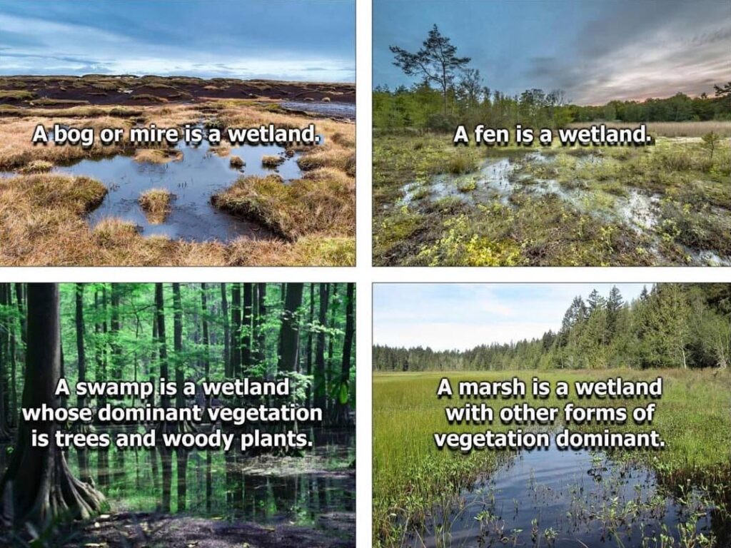 Marshes vs mires vs bogs.